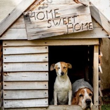 boarding kennel